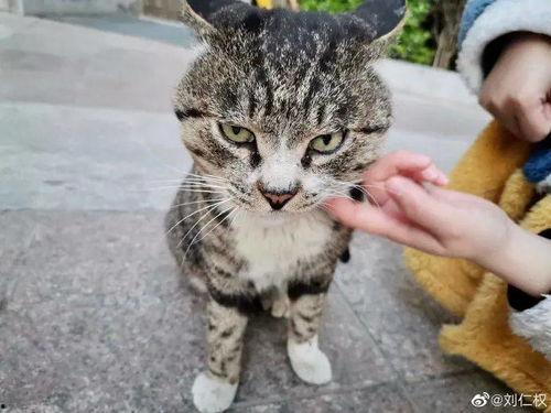 猫圈互喷吃瓜视频大全,吃瓜群众围观互喷大戏