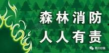 森林防火完整视频吃瓜,视频揭示火灾无情，守护绿色家园