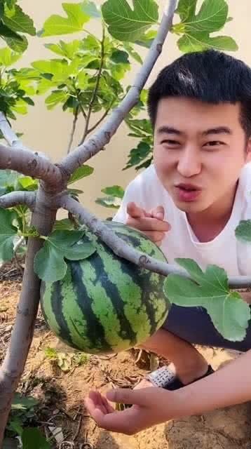 吃瓜真甜的视频,揭秘热门视频背后的甜蜜故事