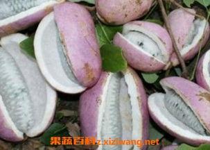 恩施吃瓜大事件视频,一场全民参与的乡村狂欢
