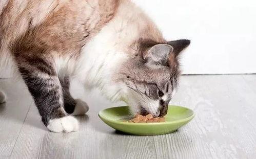 柚子猫吃瓜事件视频下载,网络热议背后的趣味瞬间