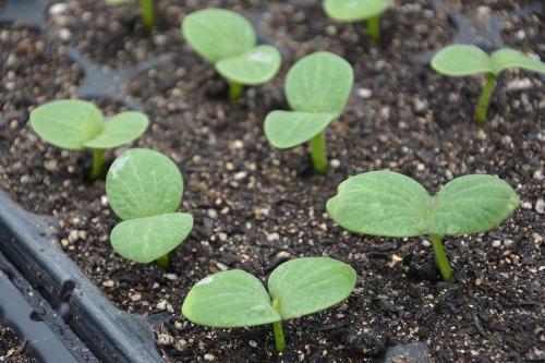 绿瓜发芽还可以吃吗视频,揭秘其食用安全与营养价值