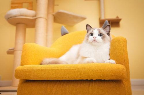 喵咪吃瓜视频素材大全图片,萌态百出，笑料连连