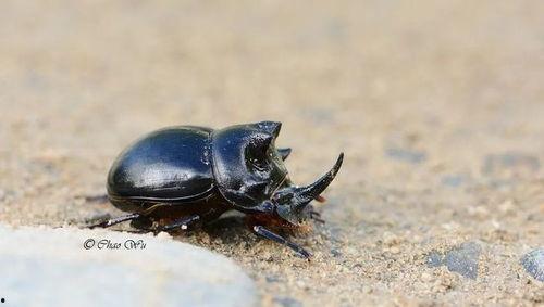 吃瓜叶的甲虫有毒吗视频,有毒还是无害？