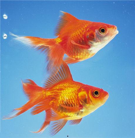 金鱼吃哈密瓜好吗图片视频,趣味互动背后的营养考量