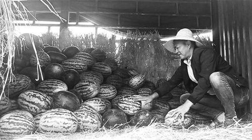 蓟州吃瓜群众事件视频,一场网络舆论的风暴与反思