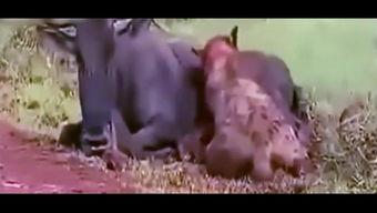 爱吃瓜吃货视频下载安装,畅享“爱吃瓜吃货”视频盛宴！