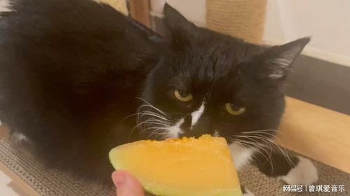 猫吃哈密瓜的正确方法视频,猫咪享用哈密瓜的正确姿势