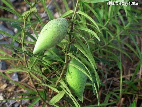 吃地梢瓜小视频大全,小视频带你领略各地特色佳肴