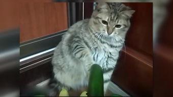 小猫吃贝贝瓜视频大全集,萌宠美食大集合