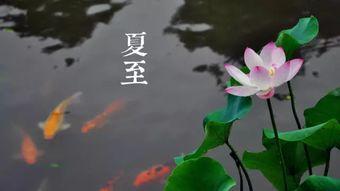 夏至吃瓜完整视频,一场别开生面的夏日盛宴