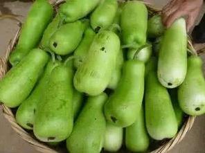 吃生葫芦瓜视频,视频揭秘家常烹饪新宠