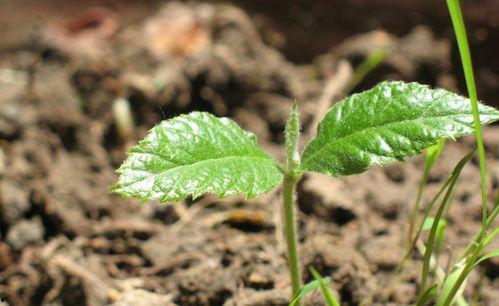 籽瓜幼苗可以吃吗视频,营养美味，食用指南揭秘