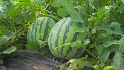 南京工程吃瓜视频,揭秘校园生活趣味瞬间