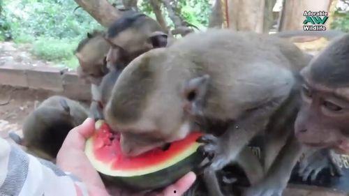 吃瓜群众小猴子视频播放,揭秘娱乐圈幕后故事