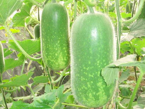 情人节吃瓜视频大全,盘点全网热门吃瓜视频大全