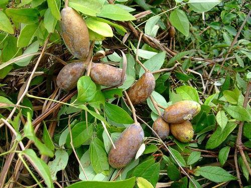 八月瓜两岁可以吃吗视频,营养美味新体验