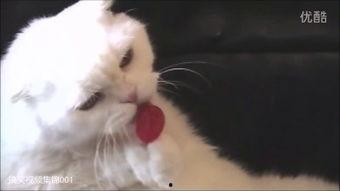 吃哈密瓜的喵星人视频,萌态十足引网友爆笑