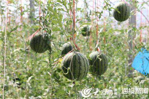 韩城西塬吃瓜事件视频播放,一场网络视频引发的全民热议