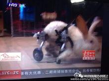 阿达吃瓜视频,揭秘娱乐圈幕后故事