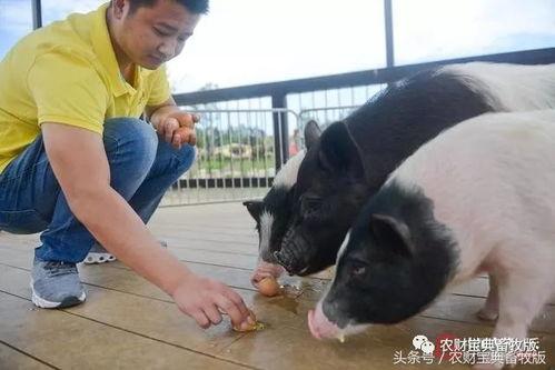 小猪吃哈米瓜视频,哈米瓜盛宴大揭秘